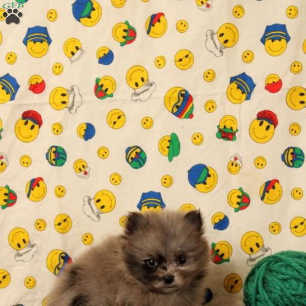 Daisy, Pomeranian Puppy